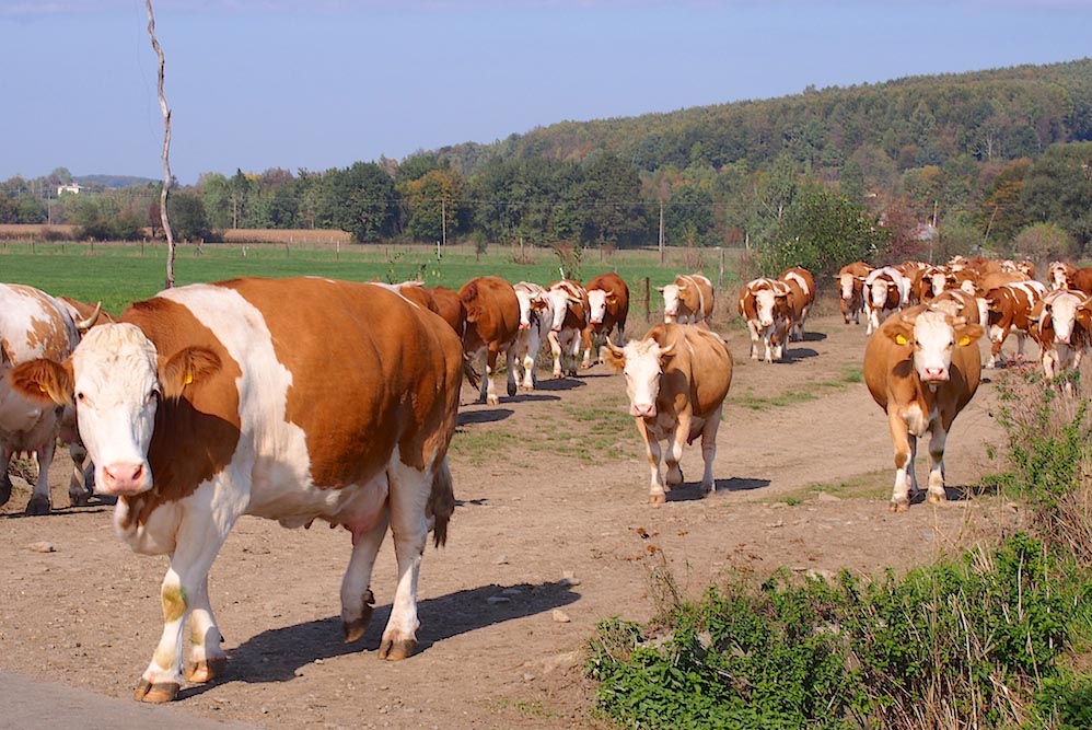 wędrując po naturalnie pięknym regionie